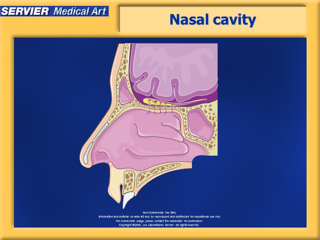 Nasal cavity